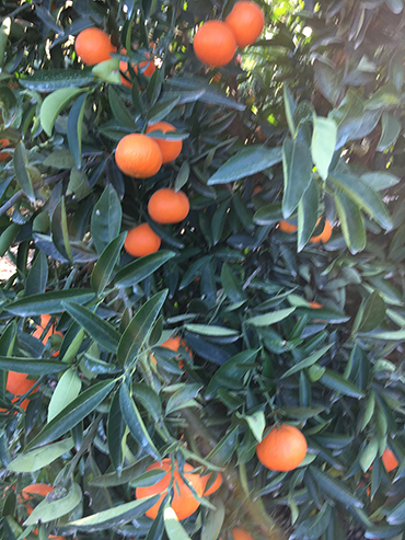 Adana Citrus