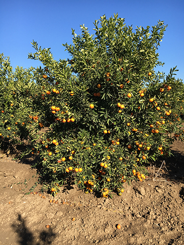 Adana Citrus