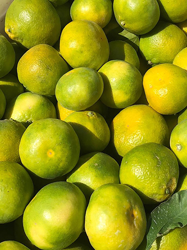 Adana Citrus