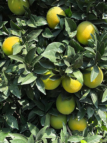 Adana Citrus