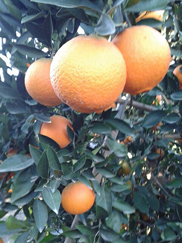 Adana Citrus
