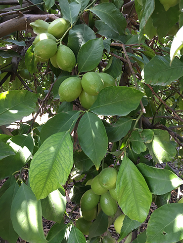Adana Citrus