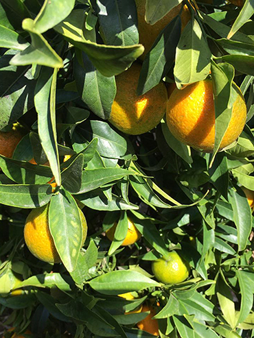 Adana Citrus